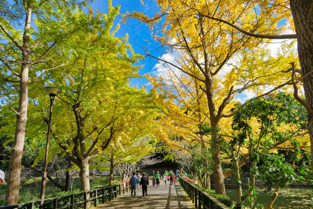 2024年11月23日 第188回定例ウォーク 神奈川県立三ツ池公園の紅葉2
