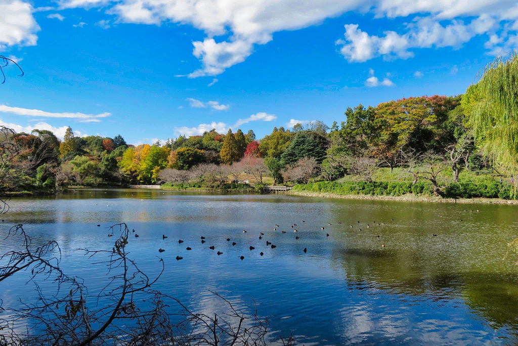 2024年11月23日 第188回定例ウォーク 神奈川県立三ツ池公園の紅葉1