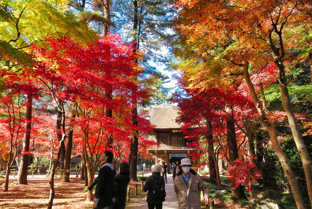 2024年12月7日 第4回シリーズウォーク 平林寺 山門の紅葉