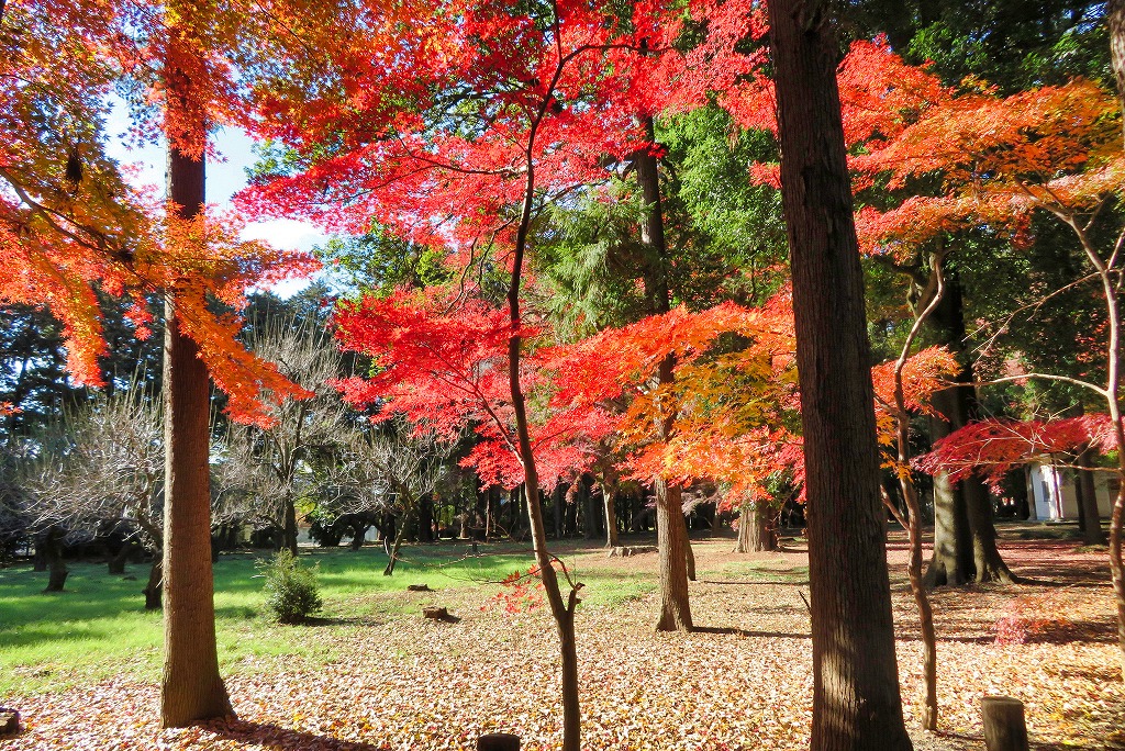 2024年12月7日 第4回シリーズウォーク 平林寺境内の紅葉