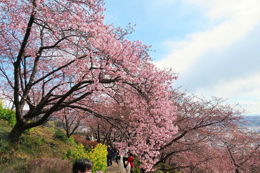 2025年2月22日 第5回シリーズウォーク 松田町の河津桜と菜の花鑑賞（濃いピンクが特徴の満開に近い河津桜）