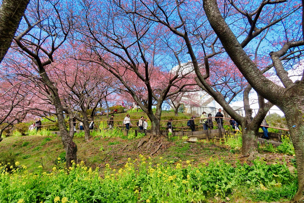 2025年2月22日 第5回シリーズウォーク 松田町の河津桜と菜の花鑑賞（濃いピンクが特徴の5分咲きの河津桜）