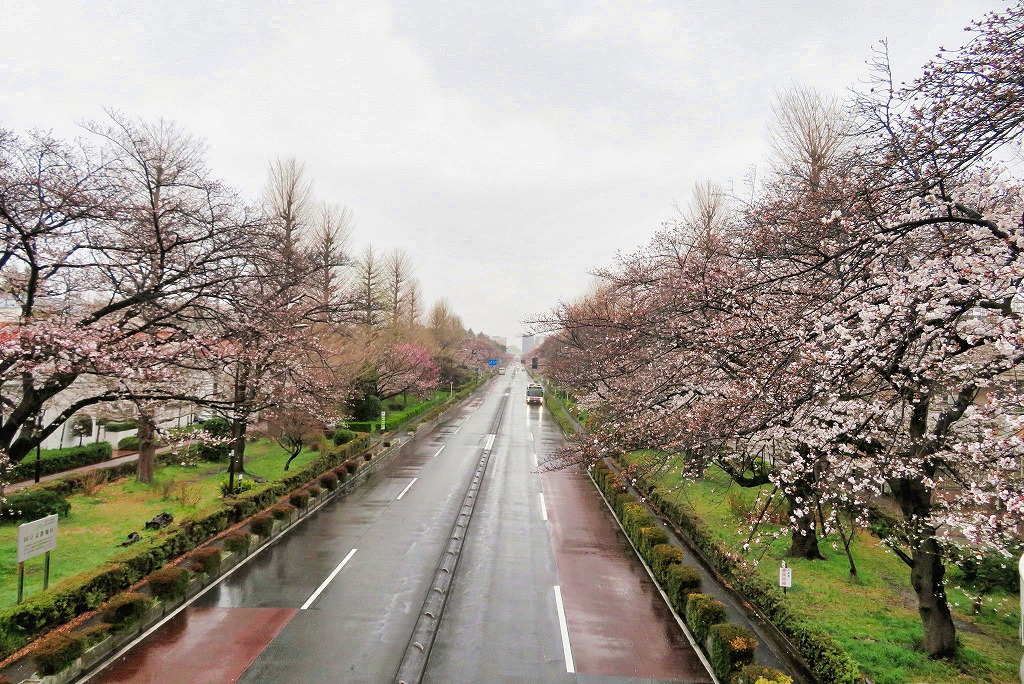 2025年3月29日 第192回定例ウォーク 国立の大学通り 雨模様の趣のある桜