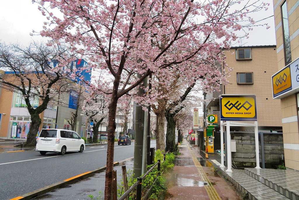 2025年3月29日 第192回定例ウォーク 国立さくら通り200本超えの桜並木