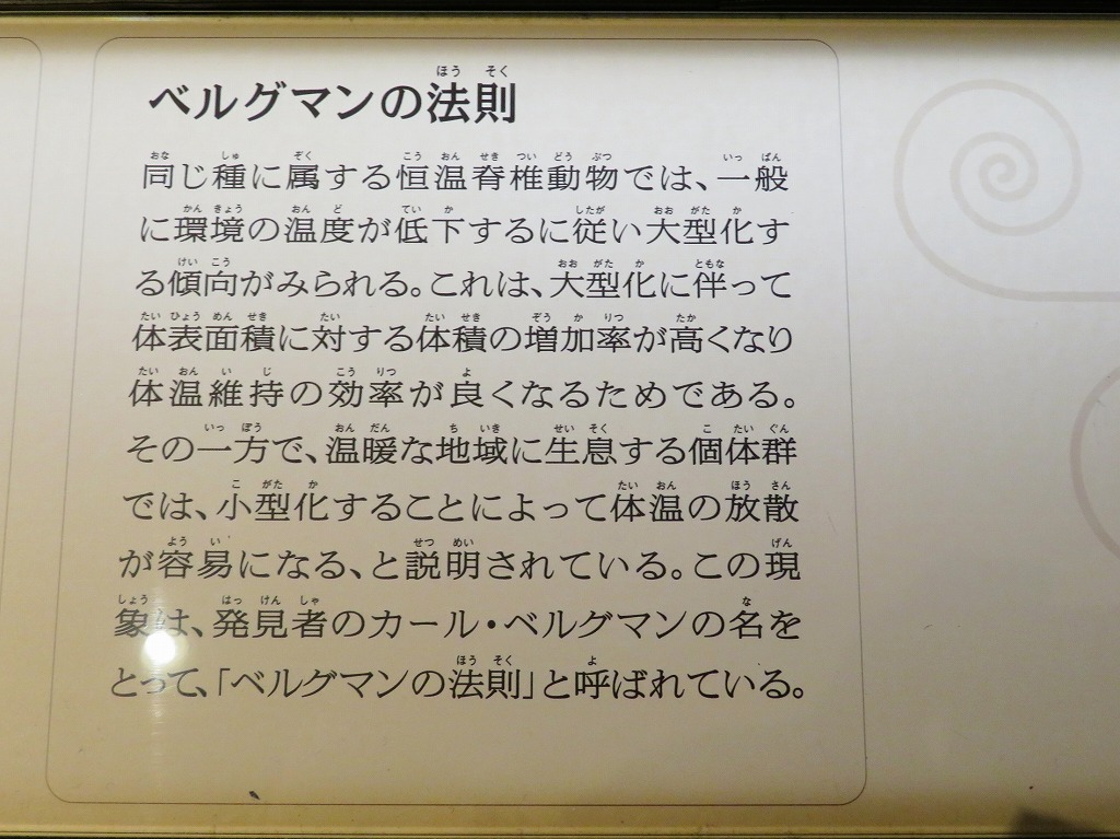 2025年4月26日 第65回カルチャーウォーク 上野公園散策と国立科学博物館見学（館内で見た なるほど！ベルグマンの法則）