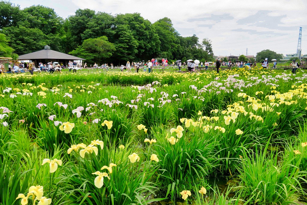 2025年6月7日 第194回定例ウォーク 東村山市『北山公園』の菖蒲まつり(5月31日から6月15日)_1