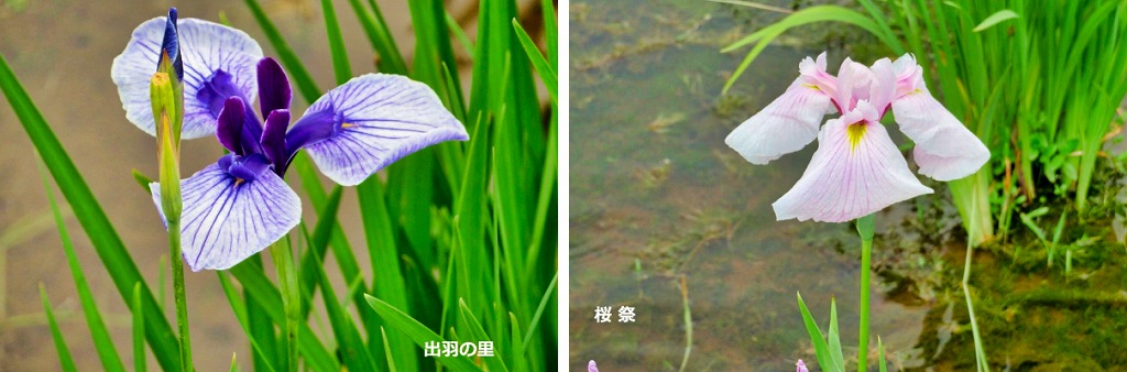 2025年6月7日 第194回定例ウォーク 東村山市『北山公園』の菖蒲まつり(5月31日から6月15日)_2