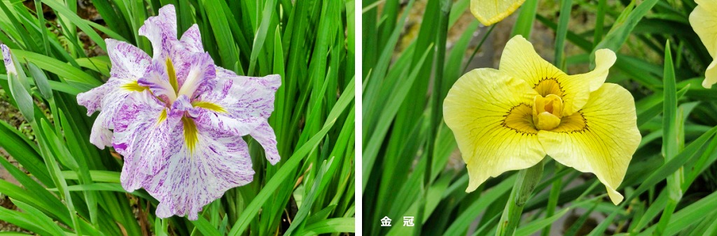 2025年6月7日 第194回定例ウォーク 東村山市『北山公園』の菖蒲まつり(5月31日から6月15日)_4