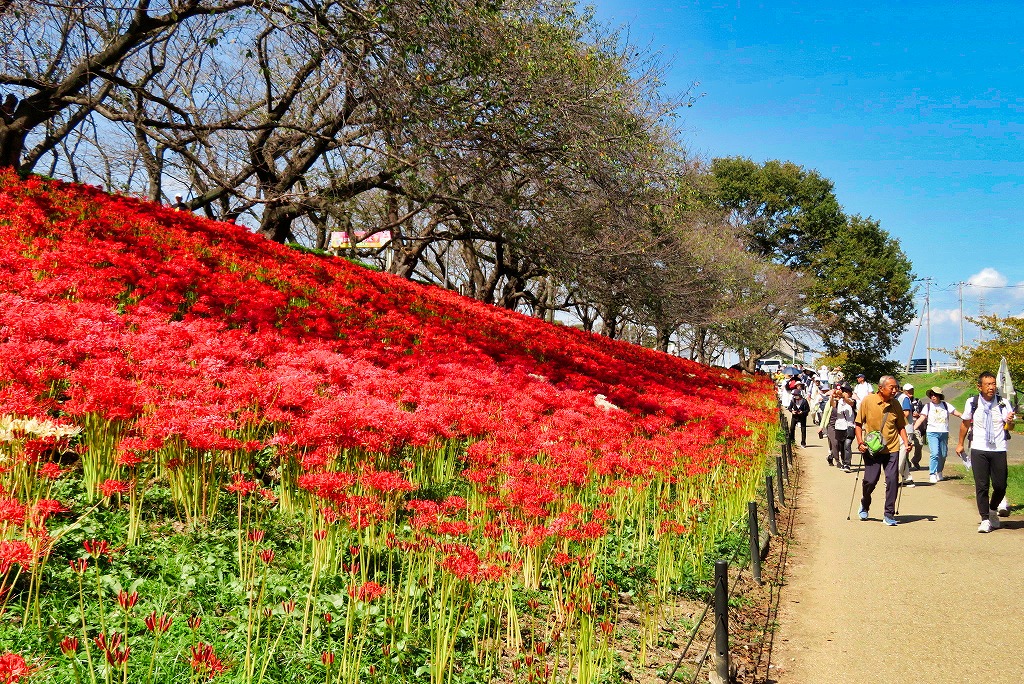 2025年9月27日 第2回シリーズウォーク 権現堂公園 300万本をほこる満開の曼珠沙華鑑賞ウォーク