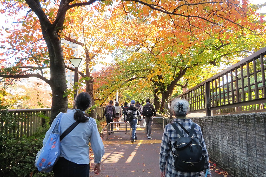 2025年11月15日 第198回定例ウォーク 三軒茶屋から蛇崩川緑道と目黒川散策、綺麗に色づいた目黒川沿いの桜並木を歩く
