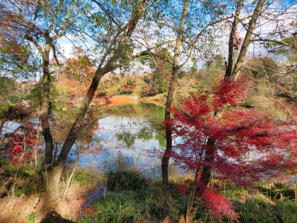 2025年12月6日 第199回定例ウォーク 多摩湖近く宅部池(通称 たっちゃん池）の紅葉