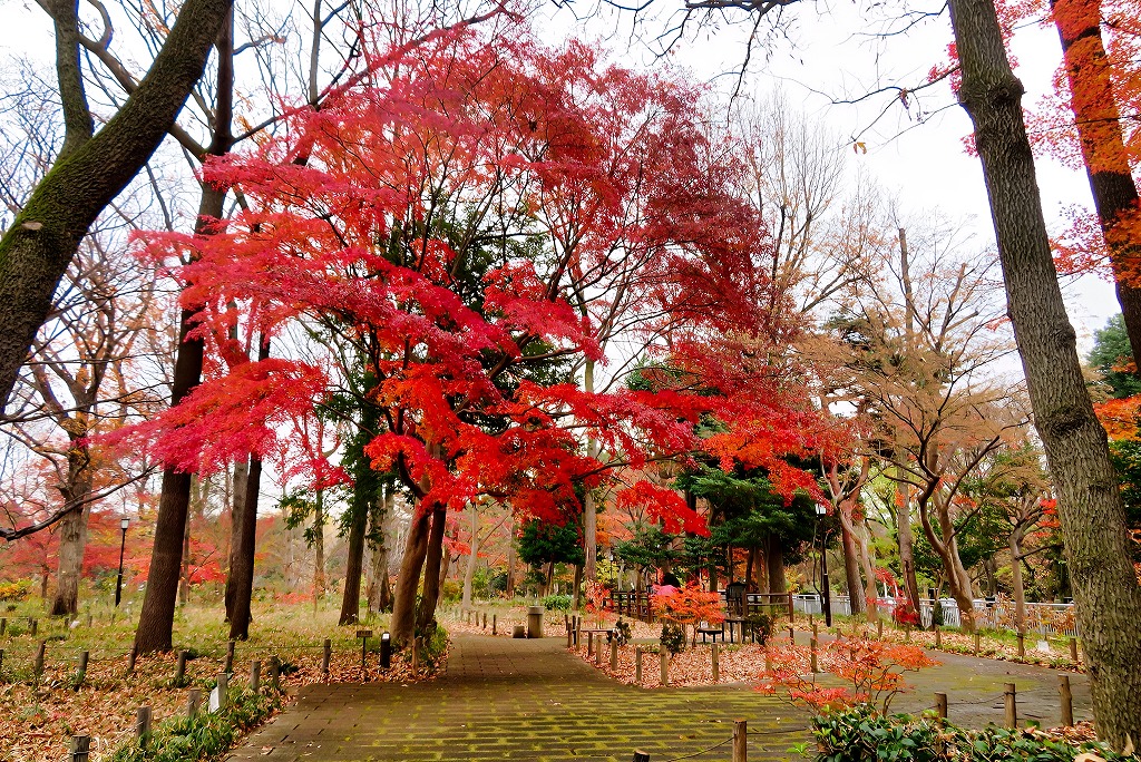 2025年12月20日 第200回定例ウォーク 蘆花恒春園のみごとな紅葉が見られた