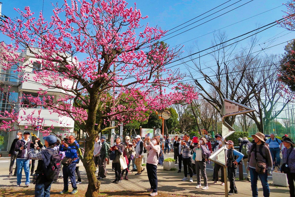 2026年2月28日 第4回シリーズ ウォーク 梅まつりの羽根木公園 唯一満開の紅梅を撮る参加者のみなさん
