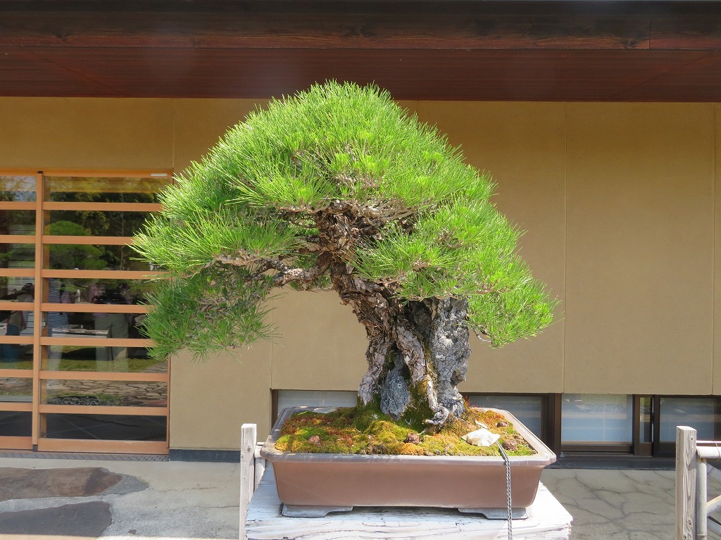 2026年5月16日 第71回カルチャーウォーク 大宮盆栽美術館 ②現存する黒松最古の石付き盆栽・最高賞「国風賞」を受賞した『瑞光』（樹齢推定120年）