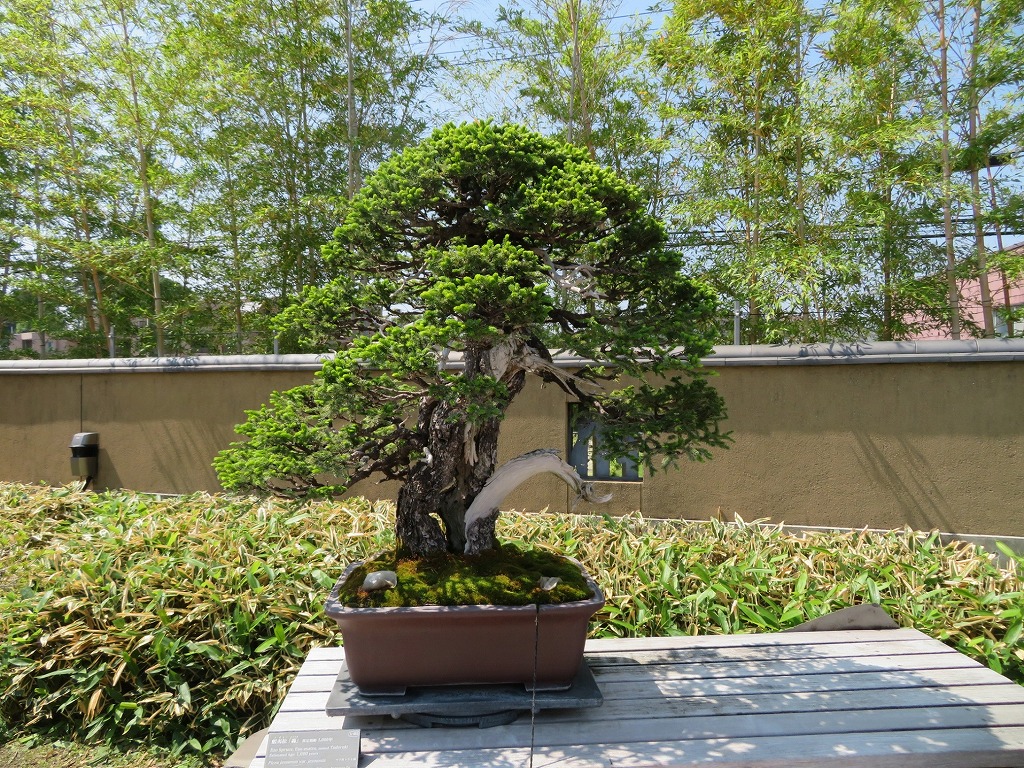 2026年5月16日 第71回カルチャーウォーク 大宮盆栽美術館 ③蝦夷松『轟』（推定樹齢1,000年）