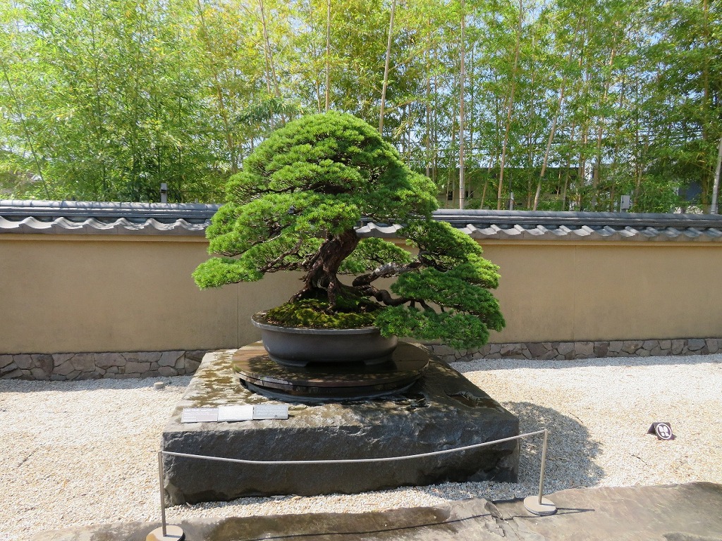 2026年5月16日 第71回カルチャーウォーク 大宮盆栽美術館 ④五葉松『千代の松』（推定樹齢500年）