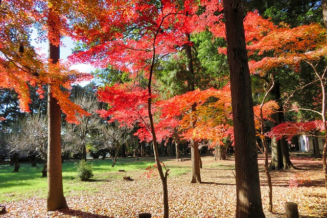 2024年12月7日 第4回シリーズウォーク 平林寺境内の紅葉
