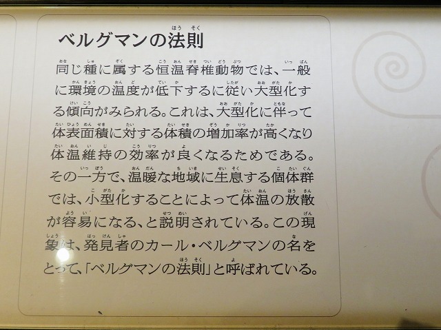 2025年4月26日 第65回カルチャーウォーク 上野公園散策と国立科学博物館見学（館内で見た なるほど！ベルグマンの法則）