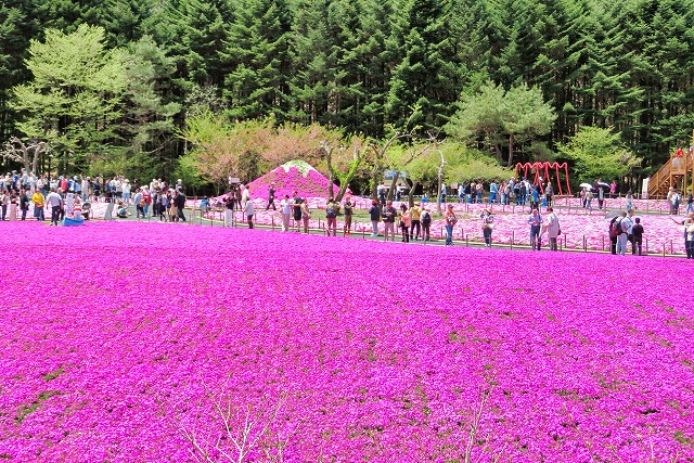 2025年5月8日 第66回カルチャーウォーク 富士本栖湖リゾート『富士芝桜まつり』ミニ芝桜富士1