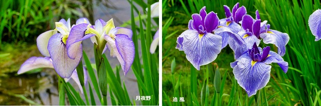 2025年6月7日 第194回定例ウォーク 東村山市『北山公園』の菖蒲まつり(5月31日から6月15日)_3