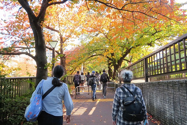 2025年11月15日 第198回定例ウォーク 三軒茶屋から蛇崩川緑道と目黒川散策、綺麗に色づいた目黒川沿いの桜並木を歩く