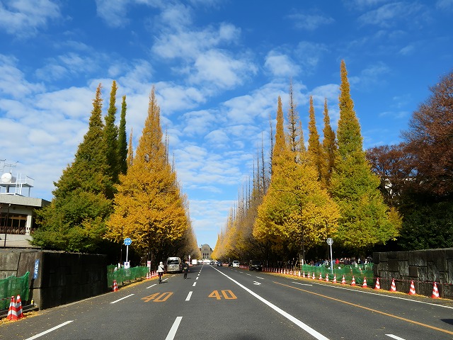 2025年11月29日 第3回シリーズウォーク 外苑のイチョウ並木と鯛焼き「わかば」、約300m・9m間隔に整然と並んだ黄金色も終盤の146本の外苑のイチョウ並木（青山二丁目方面より）
