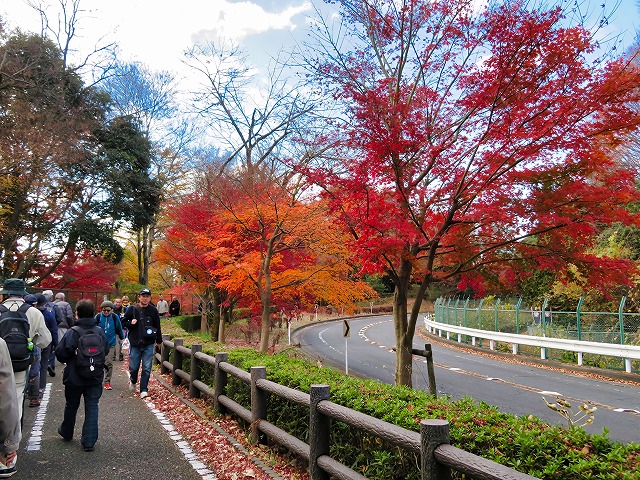 2025年12月6日 第199回定例ウォーク 多摩湖自転車道の紅葉