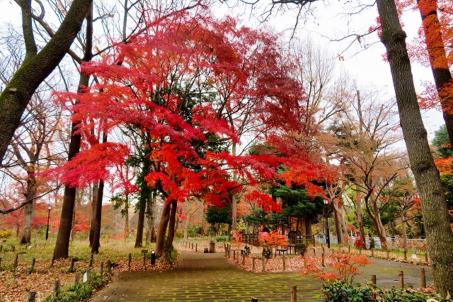 2025年12月20日 第200回定例ウォーク 蘆花恒春園のみごとな紅葉が見られた