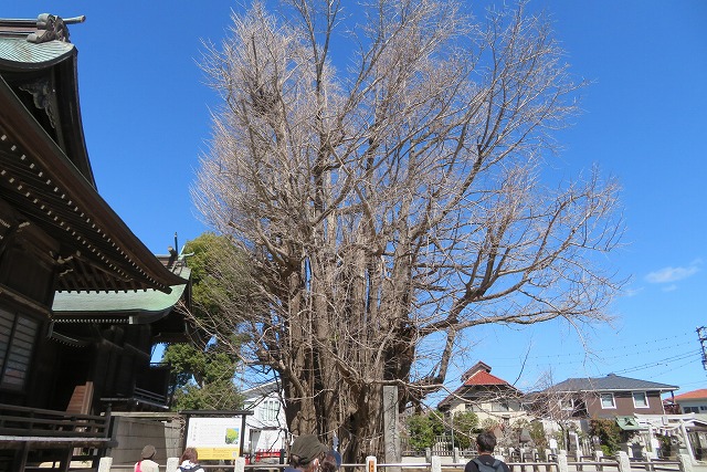 2026年3月14日 第202回定例ウォーク 千葉県市川市葛飾八幡宮 境内の樹齢1200年超え根周り10.2mの千本公孫樹の大木