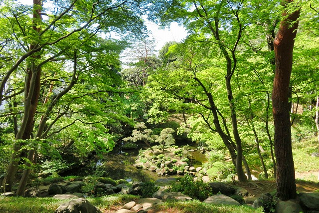 2026年4月11日 第203回定例ウォーク 野川緑道散策 新緑が美しい殿ヶ谷戸庭園