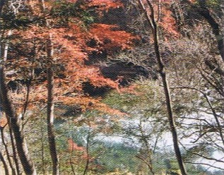 むさしの歩こう会写真2